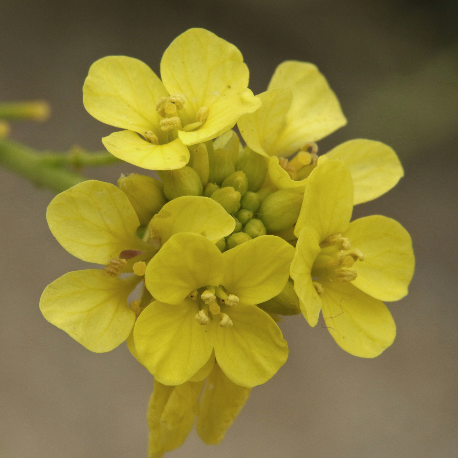 40 Most Common Wildflowers at the Reserve Point Lobos Foundation